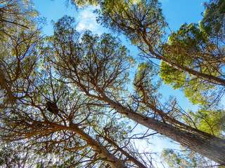 PINI MARITTIMI, Tree, Alberi, View from below