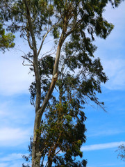 EUCALYPTUS, Tree, Alberi, View from below