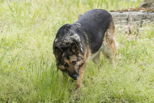 Adult German Shepherd Eating Grass.