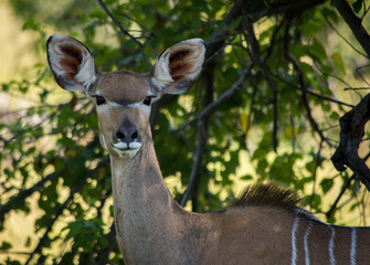 Kudu cow