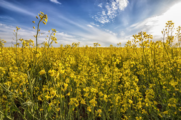 Obraz premium Field of bright yellow rapeseed and beauty sky in spring. Brassica napus. Yellow rapeseed field background.