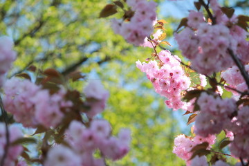 Pastel pink flowers