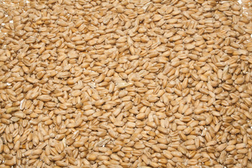 wheat isolated on white background