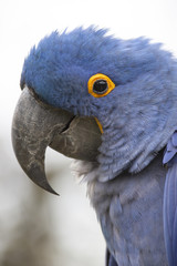 Lears Macaw (Anodorhynchus leari)