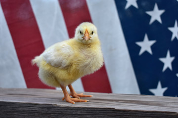 an all American Chick