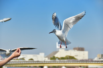 餌をもらうユリカモメ