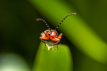 Soldier Beetle
