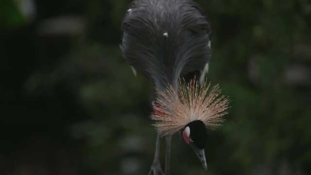 Slow motion shot of Black crowned crane (Balearica pavonina)