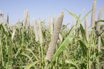 Pearl Millet Field in Rajasthan India. The Crop is Know as Bajra or Bajri Agriculture