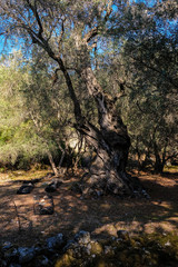 Olivenbäume auf Korfu