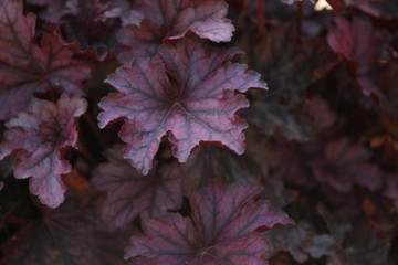 Dark red and purple leaves