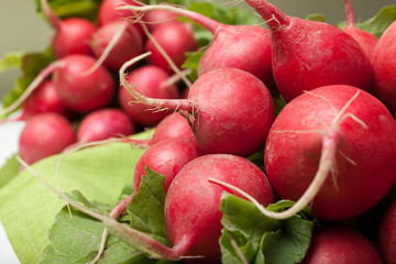 Farmer agriculture radish bunch. Fresh diet cook.