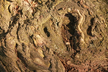 Tree trunk