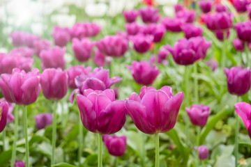 Obraz premium Colorful tulips flowers blooming in a garden