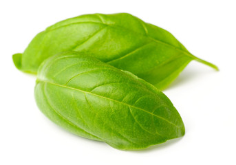 fresh herb, fresh basil leaves isolated on white