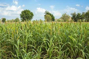 Natural Pearl Millet Field. The Crop is Know as Bajra or Bajri Agriculture