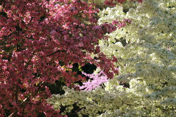 Pink and white blossoms