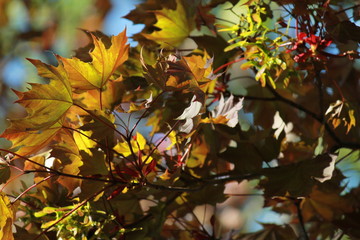 Sun through leaves
