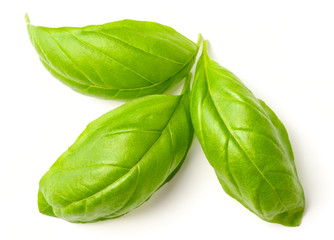 Fototapeta premium fresh herb, fresh basil leaves isolated on white