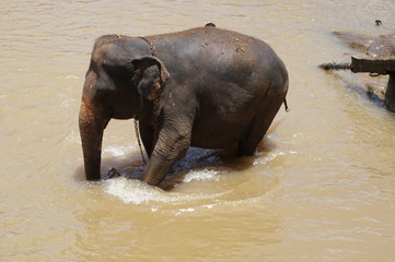 Pinnawela Elephant Orphanage,Sri Lanka Elephants bathing in the river