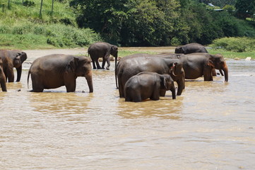 Fototapeta na wymiar Pinnawela Elephant Orphanage,Sri Lanka Elephants bathing in the river