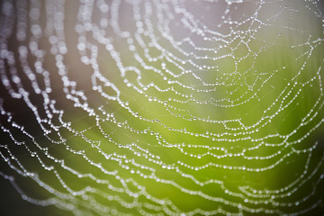Wet spider web 