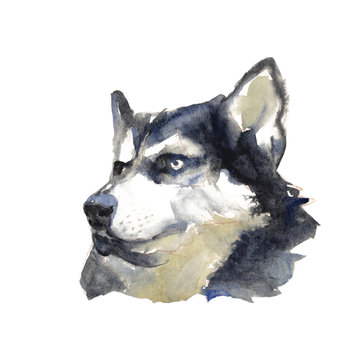 The Siberian Husky portrait
