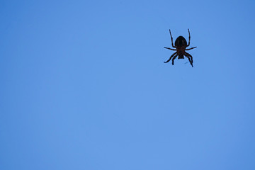 Close up of a spider sitting on a grid. Blank empty copy space for text.