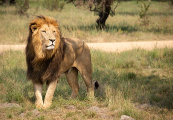 Male Lion
