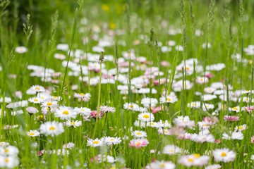 Green grass with flowering daisies (bellis perennis) © Alexander Dolonsky