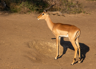Impala ram