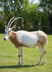Oryx Algazelle Planète Sauvage Nantes France