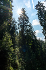 Travel destination Kirnitzschtal at the Saxon Switzerland in Germany 