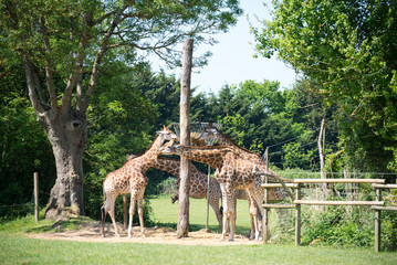 Fototapeta premium Cape Giraffe Planète Sauvage Nantes, Francja