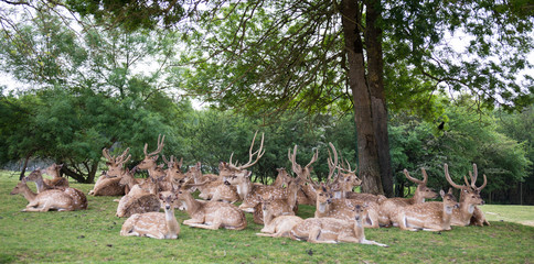 Obraz premium Cerf Axis Planète Sauvage Nantes France 