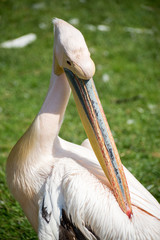 Pélican Planète Sauvage Nantes France