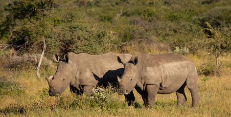 Obraz premium Rhino and calf