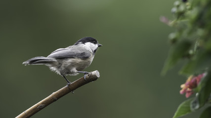 Chickadee with Lantana