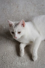 A young white cat is lying down and is not looking at the camera