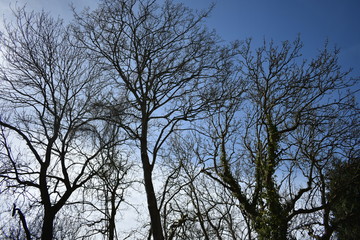 Trees in South Wales Winter