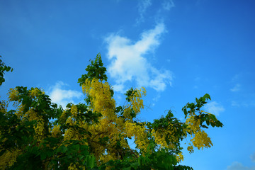 Obraz premium Cassia fistula tree and yellow blooming with blue sky and white clouds