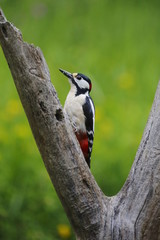 Dendrocopos major (PIcchio rosso maggiore maschio)