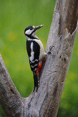 Dendrocopos major (PIcchio rosso maggiore maschio)