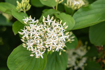 Blüte eines Hartriegel am Waldrand