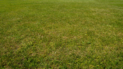 Green lawn background.