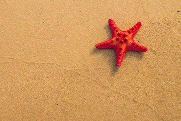 Fototapeta na wymiar Sea star on a sandy beach
