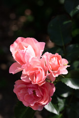 ピンク色のばら「ジャルダンドゥフランス」の花のアップ