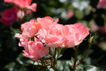 ピンク色のばら「ジャルダンドゥフランス」の花のアップ