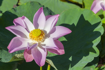 Nelumbo nucifera, also known as Indian lotus, sacred lotus, bean of India, or simply lotus, Asia.