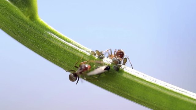two ants on a plant caring for aphids and drinking honeydew